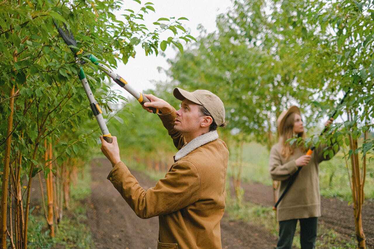 Professional Tree Service in Pelican Marsh, FL